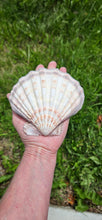 Load image into Gallery viewer, Lion's Paw Shell