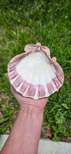Load image into Gallery viewer, Lion's Paw Shell