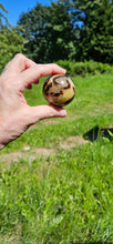 Load image into Gallery viewer, Septarian Sphere