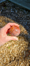 Load image into Gallery viewer, Petrified Wood Sphere