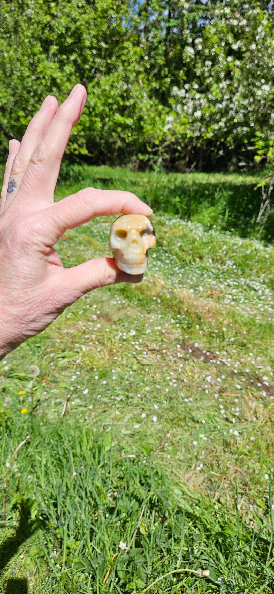 Caribbean Calcite Skull