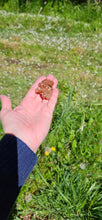 Load image into Gallery viewer, Aragonite Cluster
