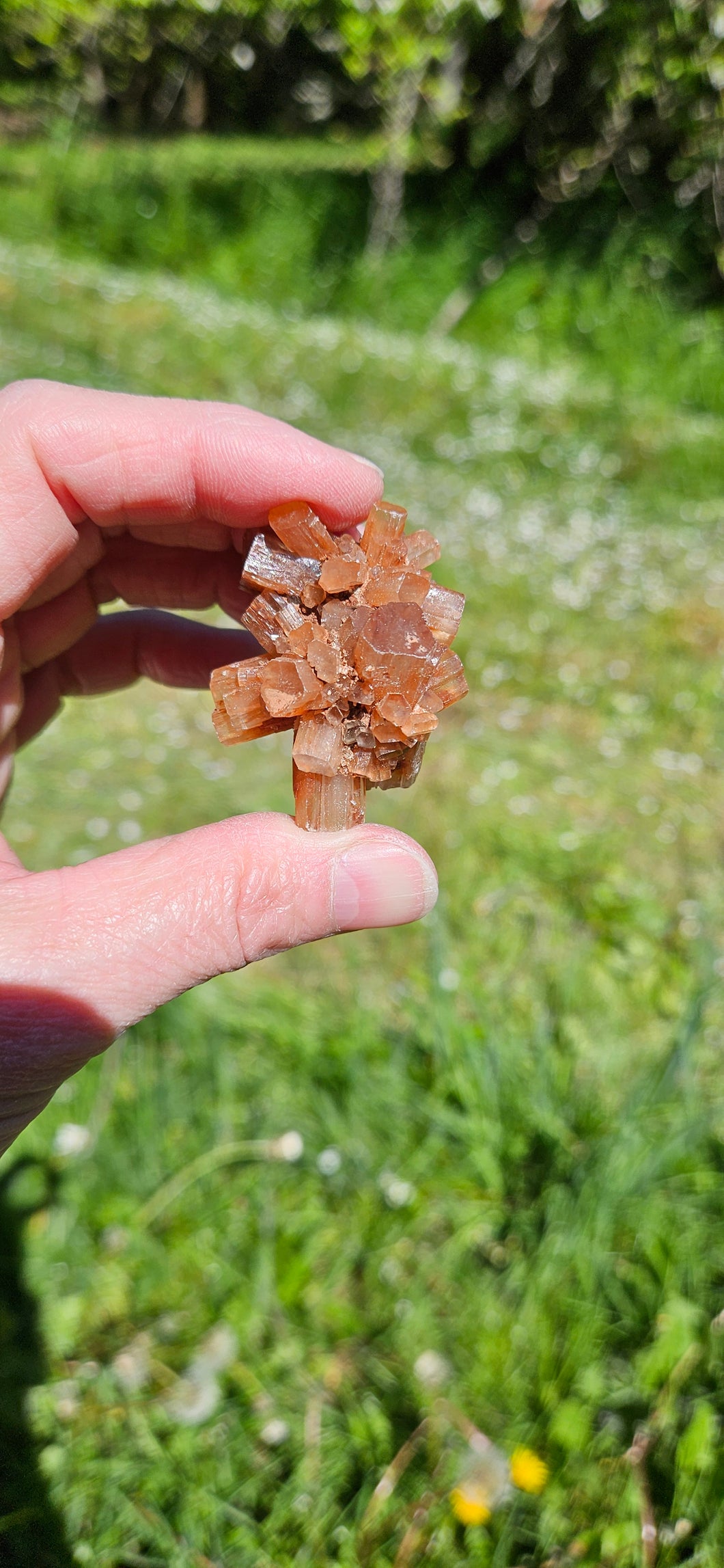 Aragonite Cluster