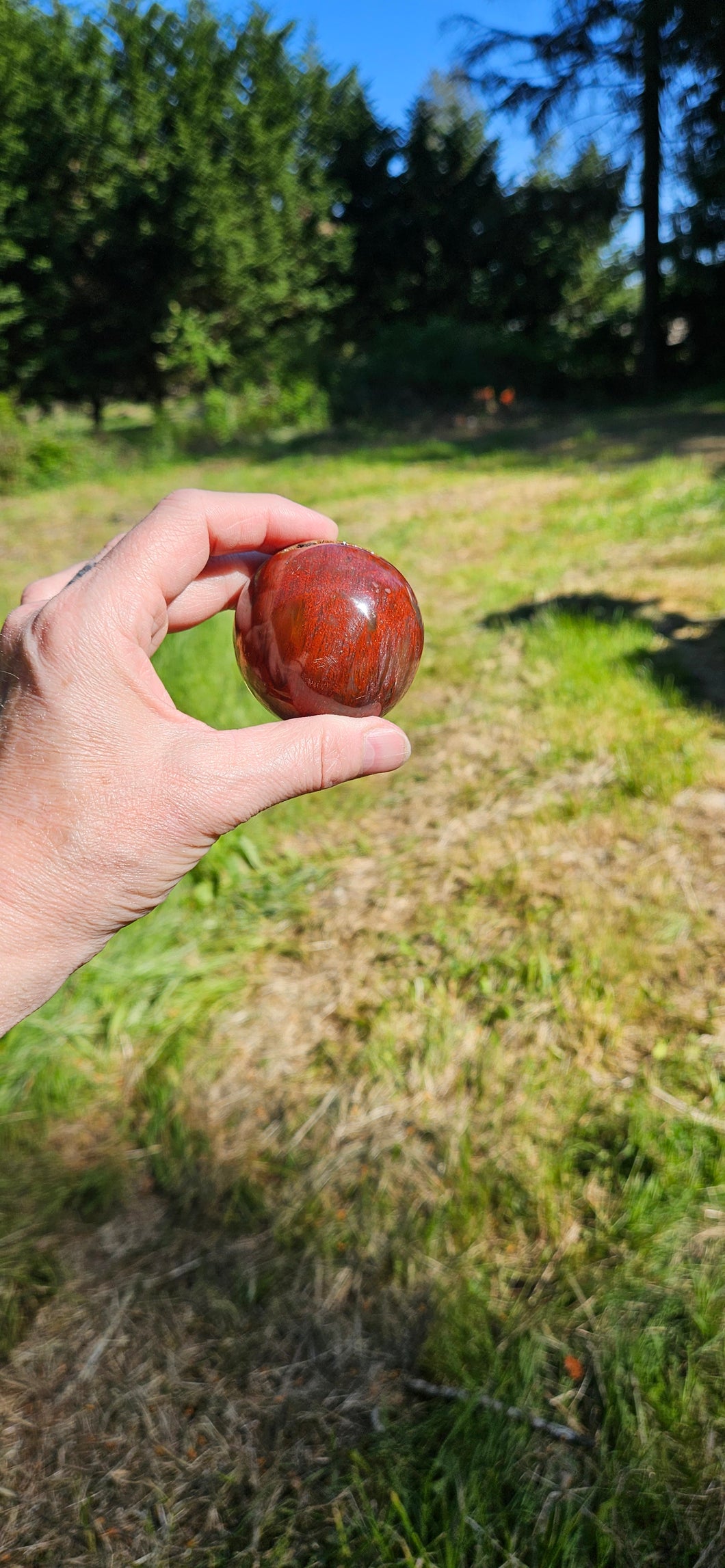 Petrified Wood Sphere