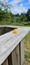 Load image into Gallery viewer, Orange Calcite Mini Skull
