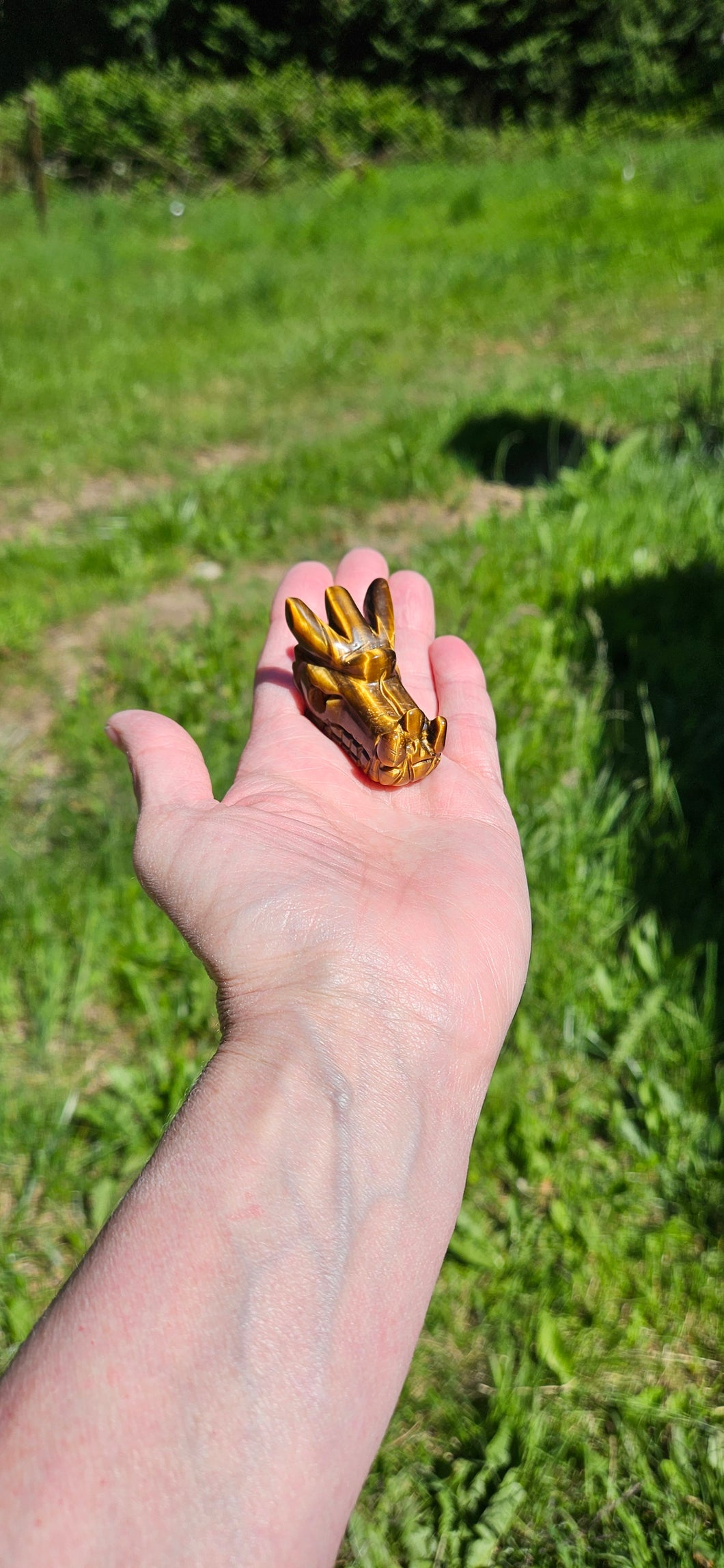 Tiger Eye Dragon Head