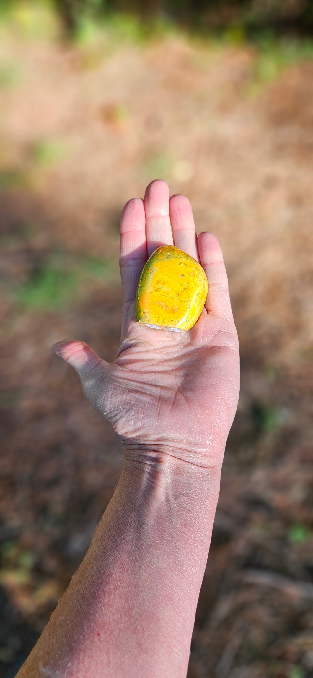 Bumblebee Jasper Freeform