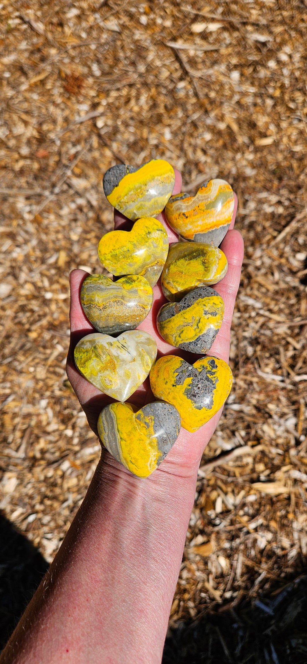 Bumblebee Jasper Hearts